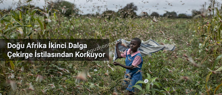 Doğu Afrika İkinci Dalga Çekirge İstilasından Korkuyor - Rana