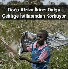 Doğu Afrika İkinci Dalga Çekirge İstilasından Korkuyor